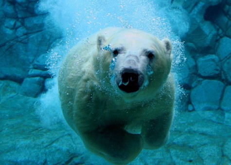 Oregon Polar Plunge