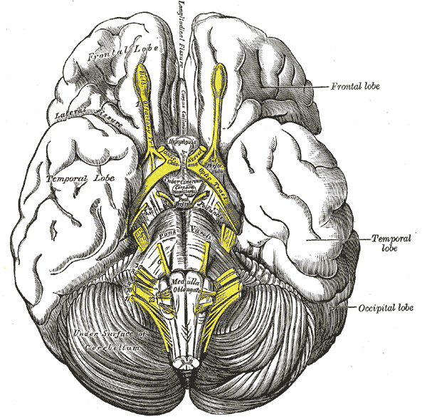 The Split Brain: Me, Myself, and I... And Who Else?